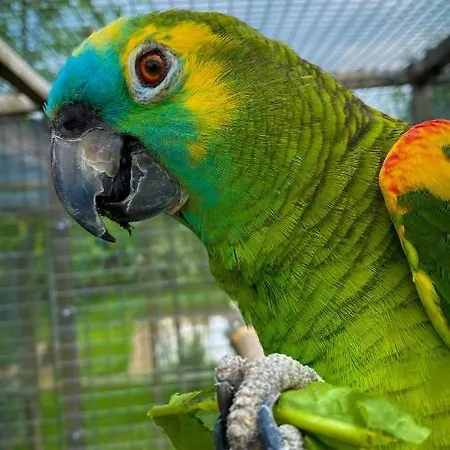 Oasis Garden Šenčur