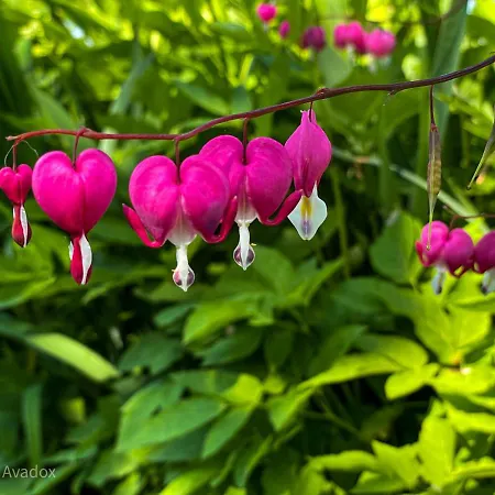 Oasis Garden Šenčur