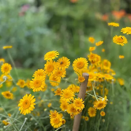 Oasis Garden * Šenčur