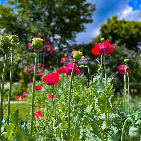 アパート Oasis Garden Šenčur