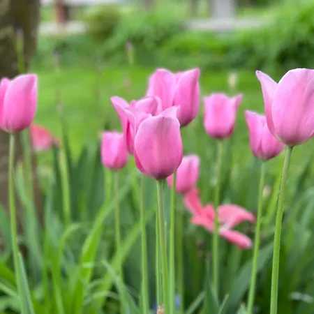 アパート Oasis Garden