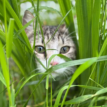 Oasis Garden アパート Šenčur