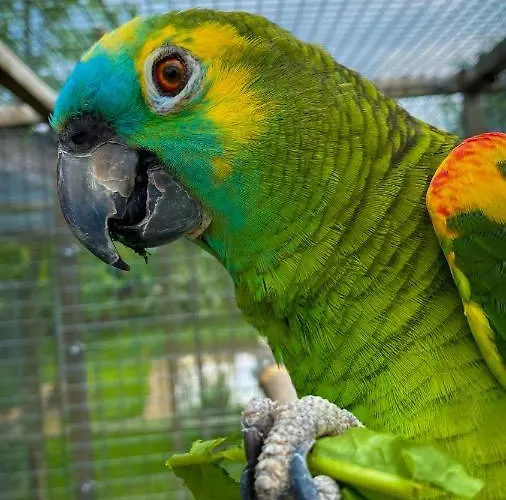 Oasis Garden Šenčur