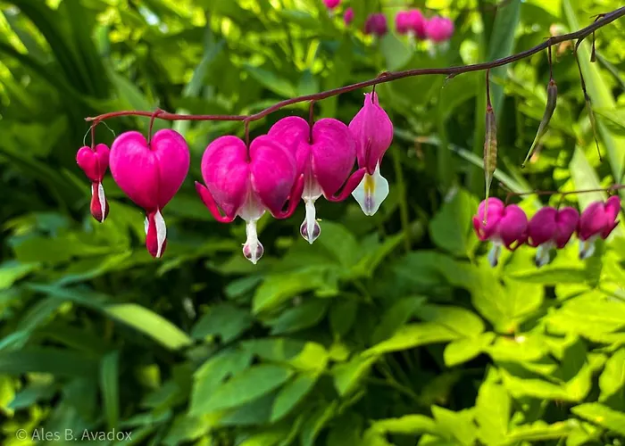 Oasis Garden Šenčur