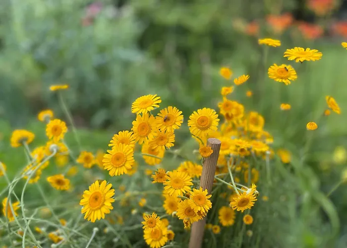 Oasis Garden * Šenčur