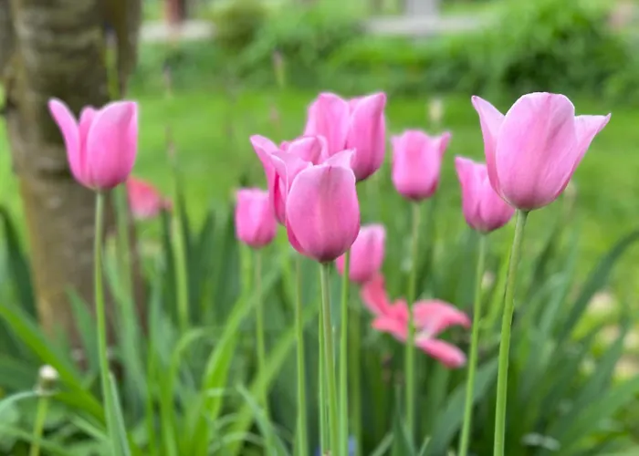 Appartement Oasis Garden