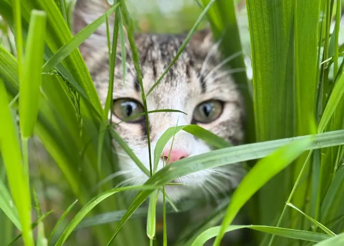 Oasis Garden Appartement Šenčur